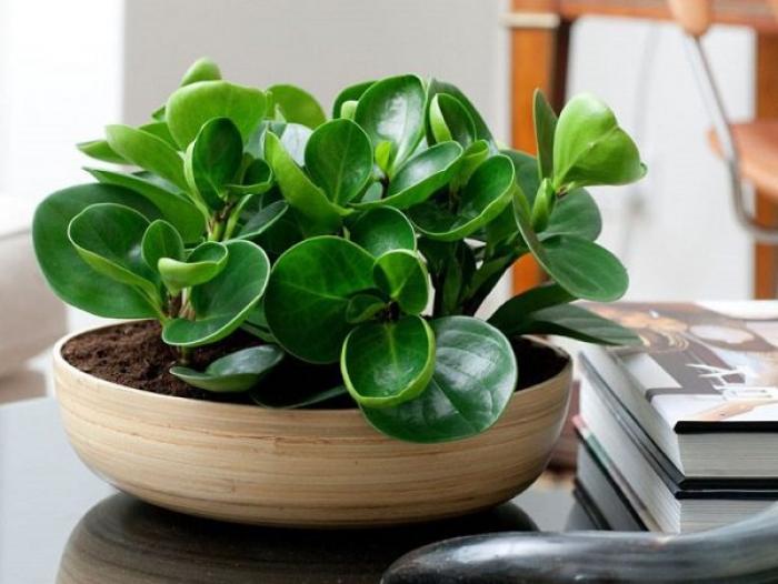 Cây trường sinh bất tử có ý nghĩa gì trong phong thủy? Bạn hợp với tuổi nào, mệnh gì?