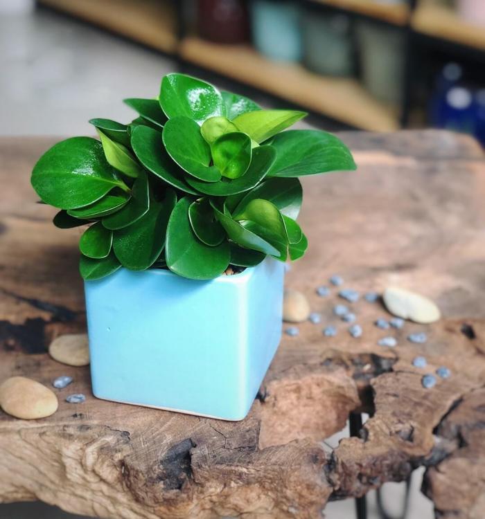 Cây trường sinh bất tử có ý nghĩa gì trong phong thủy? Bạn hợp với tuổi nào, mệnh gì?