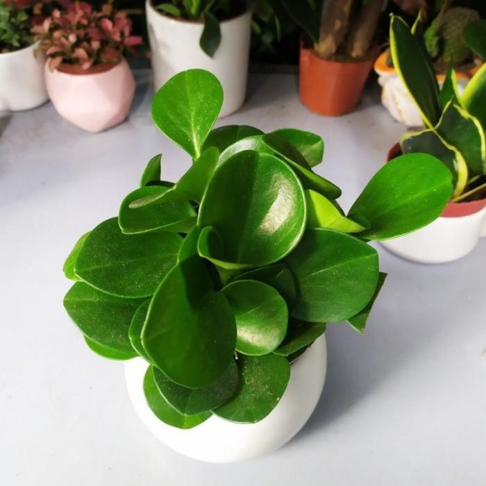 Cây trường sinh bất tử có ý nghĩa gì trong phong thủy? Bạn hợp với tuổi nào, mệnh gì?