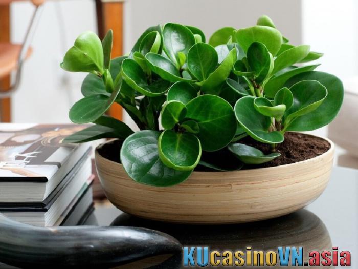 Cây trường sinh bất tử có ý nghĩa gì trong phong thủy? Bạn hợp với tuổi nào, mệnh gì?