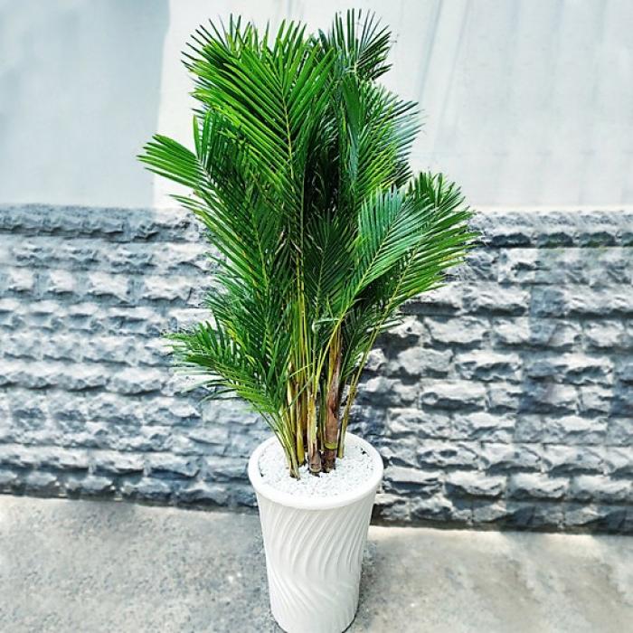 Ý nghĩa phong thủy của cây trầu bà vàng