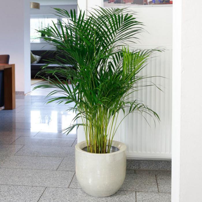 Ý nghĩa phong thủy của cây trầu bà vàng