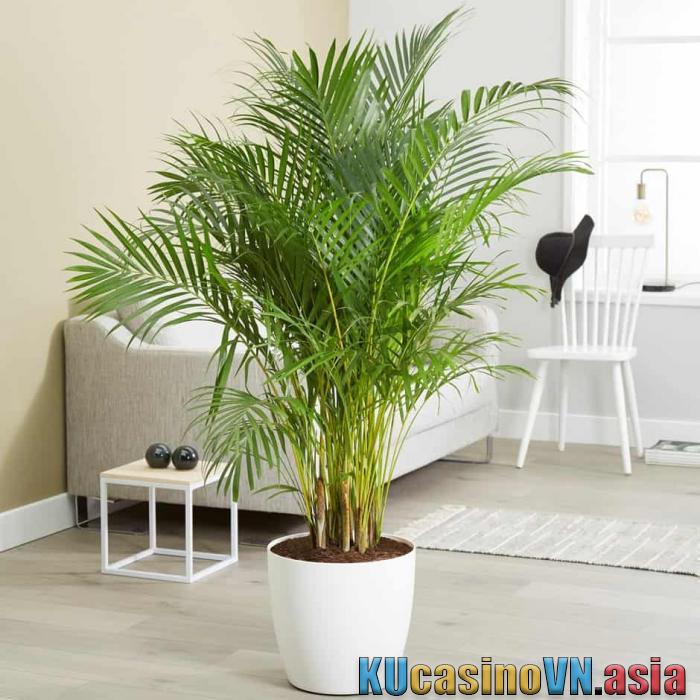 phong thủy của cây cau vàng