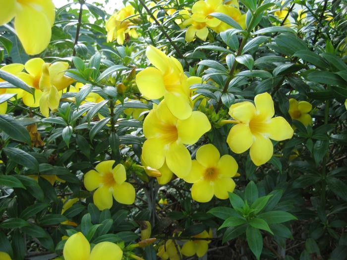 Ý nghĩa phong thủy đặc biệt của cây hoa hoàng anh