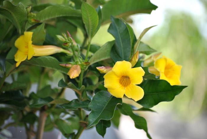 Ý nghĩa phong thủy đặc biệt của cây hoa hoàng anh