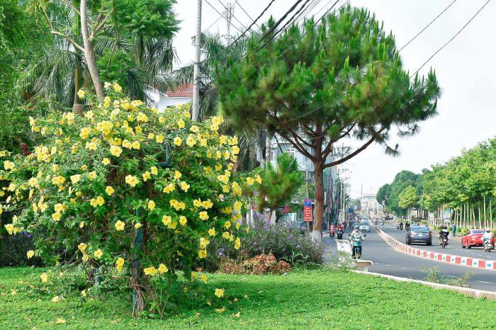 Ý nghĩa phong thủy đặc biệt của cây hoa hoàng anh