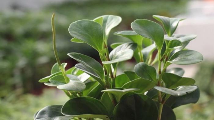 Cây trường sinh bất tử có ý nghĩa gì trong phong thủy? Bạn hợp với tuổi nào, mệnh gì?