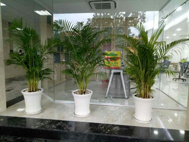 Ý nghĩa phong thủy của cây trầu bà vàng