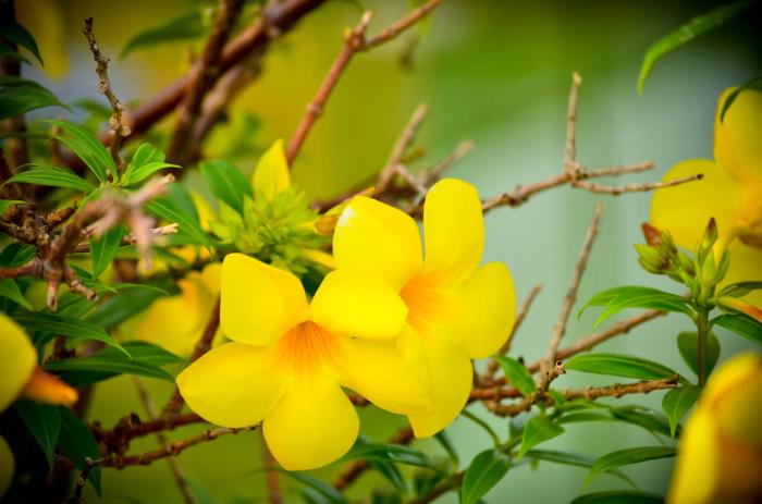 Ý nghĩa phong thủy đặc biệt của cây hoa hoàng anh