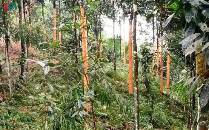 Tiết lộ ý nghĩa của quế trong phong thủy 