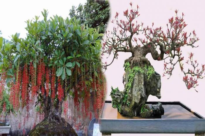 Khám phá ý nghĩa phong thủy của cây lộc vừng 