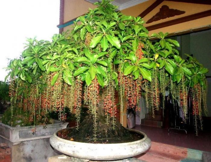 Khám phá ý nghĩa phong thủy của cây lộc vừng 