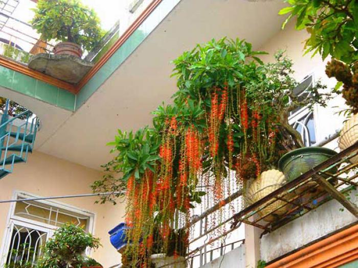 Khám phá ý nghĩa phong thủy của cây lộc vừng 