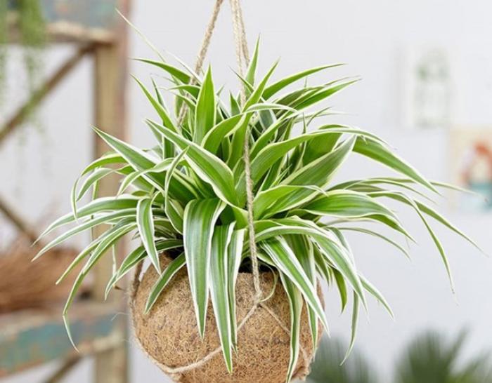 Tiết lộ ý nghĩa của cây nhện trong cuộc sống