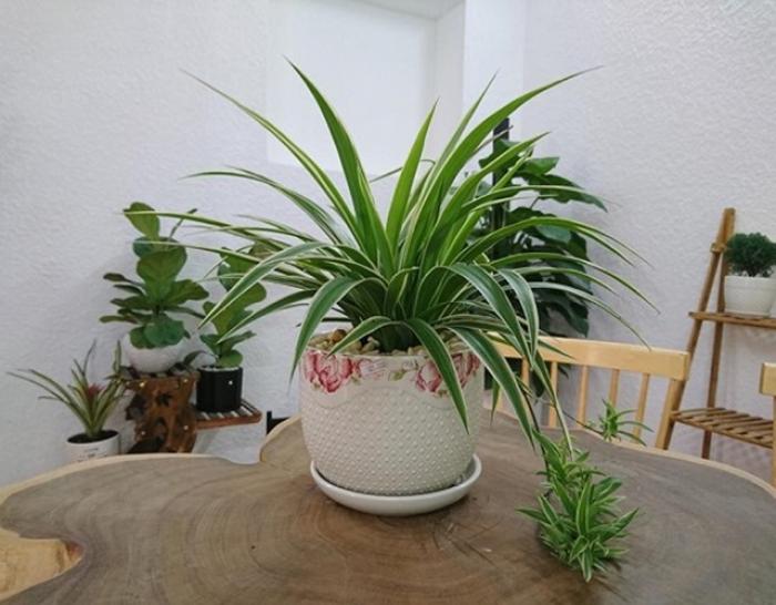 Tiết lộ ý nghĩa của cây nhện trong cuộc sống