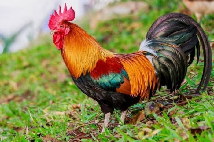 Cách nấu gà cúng đúng cách 