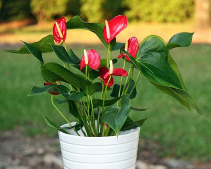 Ý nghĩa của anthurium trong phong thủy 1181551630