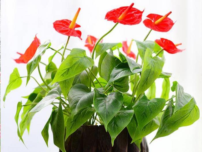Ý nghĩa của anthurium trong phong thủy 1181551630