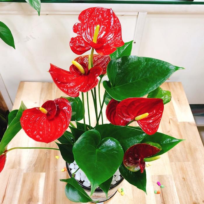 Ý nghĩa của anthurium trong phong thủy 1181551630