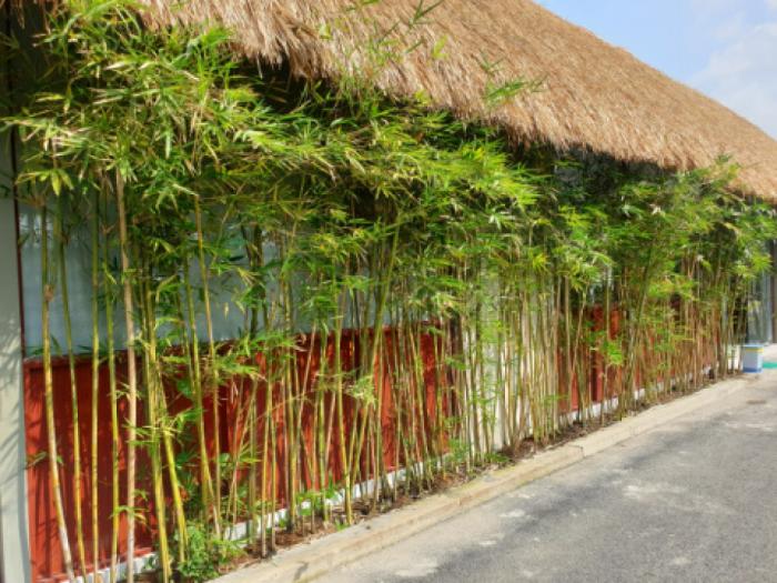 Tre trong phong thủy có ý nghĩa gì?