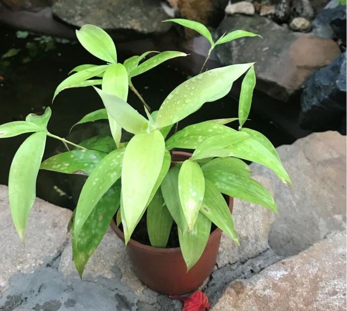 Tre trong phong thủy có ý nghĩa gì?