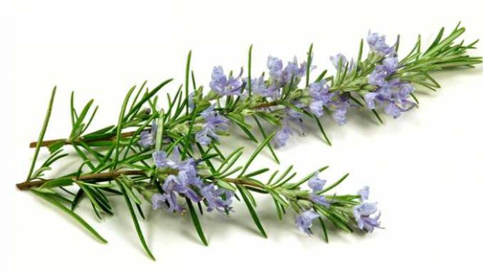 Tiết lộ ý nghĩa của cây hương thảo trong cuộc sống2041617951