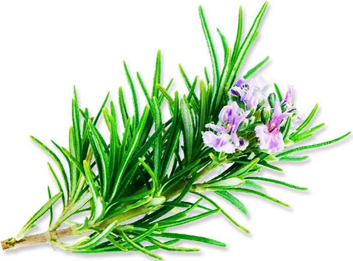 Tiết lộ ý nghĩa của cây hương thảo trong cuộc sống2041617951