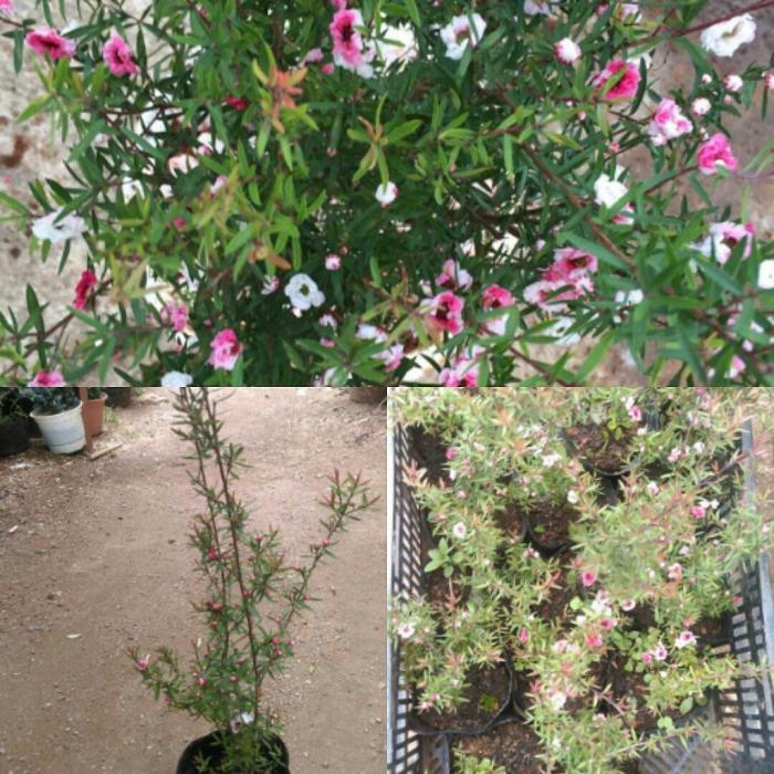 Hiểu ý nghĩa phong thủy của cây tùng bách mai