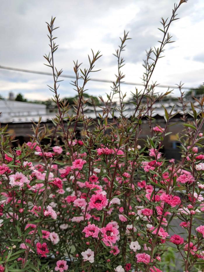 Hiểu ý nghĩa phong thủy của cây tùng bách mai