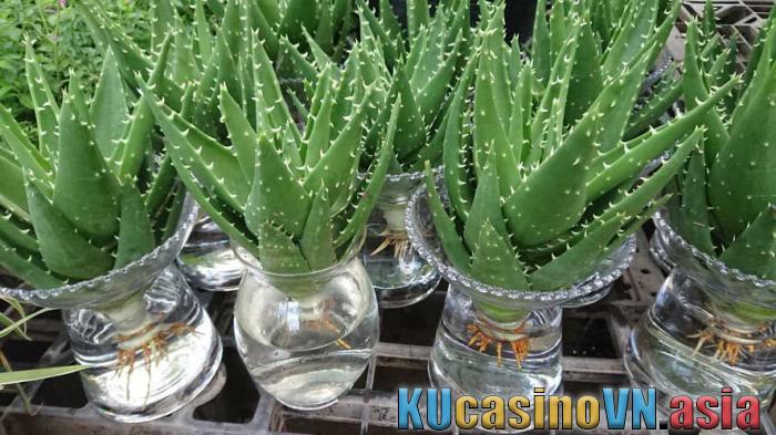 Ý nghĩa của Nha đam trang trí trong phong thủy