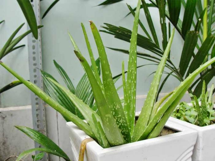 Ý nghĩa của Nha đam trang trí trong phong thủy