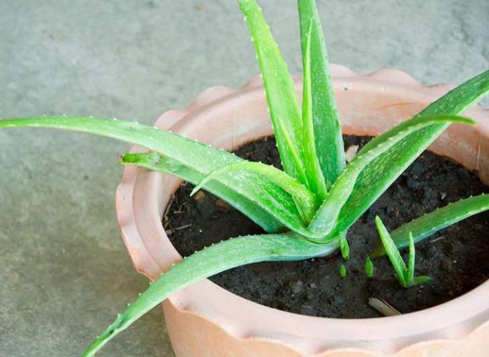 Ý nghĩa của Nha đam trang trí trong phong thủy