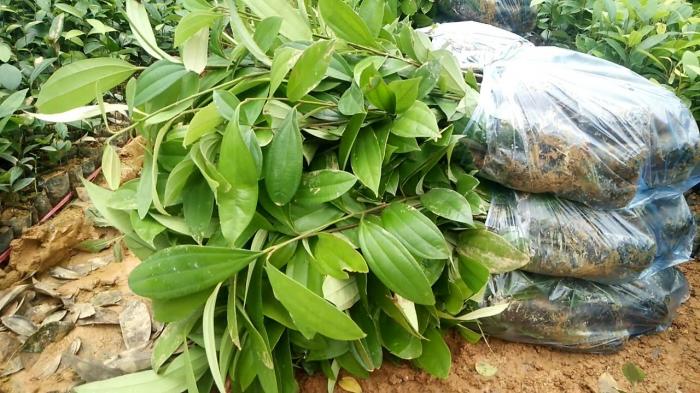 Tiết lộ ý nghĩa của quế trong phong thủy 