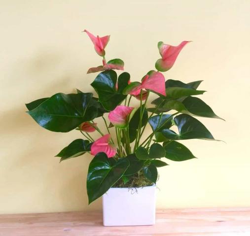 Ý nghĩa của anthurium trong phong thủy 1181551630