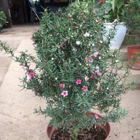 Hiểu ý nghĩa phong thủy của cây tùng bách mai