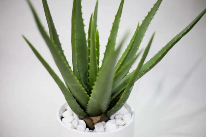 Ý nghĩa của Nha đam trang trí trong phong thủy