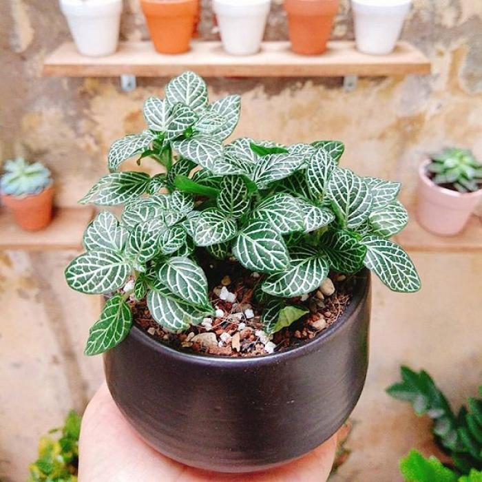 Đặc Điểm Và Ý Nghĩa Phong Thủy Cây Cẩm Nhung