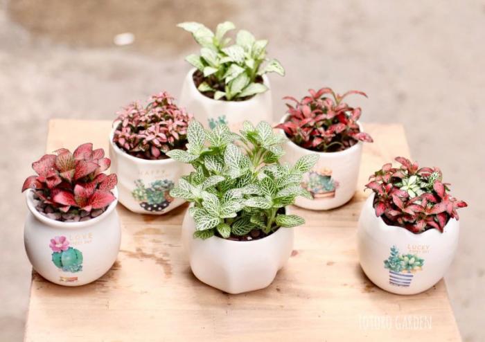 Đặc Điểm Và Ý Nghĩa Phong Thủy Cây Cẩm Nhung