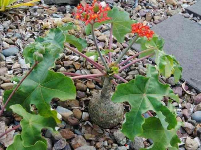 Cây ngô đồng cảnh trong phong thủy có ý nghĩa gì?