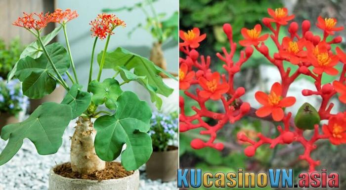 phong thủy Cây ngô đồng cảnh