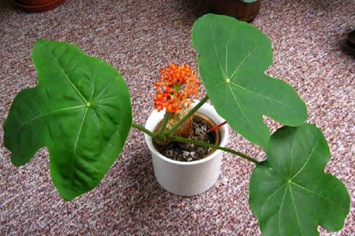 Cây ngô đồng cảnh trong phong thủy có ý nghĩa gì?