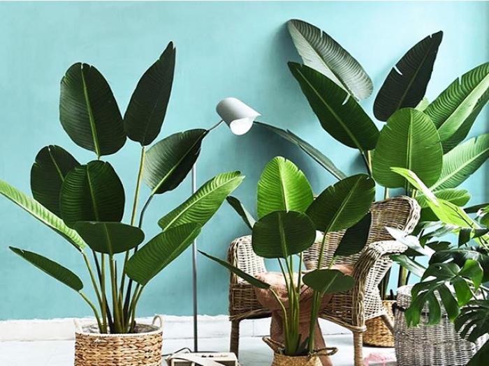 Cây chuối cảnh hợp với người mệnh gì? Tuổi nào?