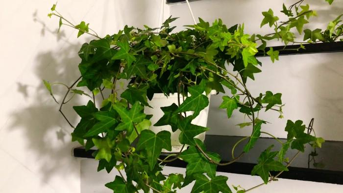 Cây thường xuân có ý nghĩa gì trong phong thủy? Cây thường xuân hợp tuổi - mệnh gì? 677589210