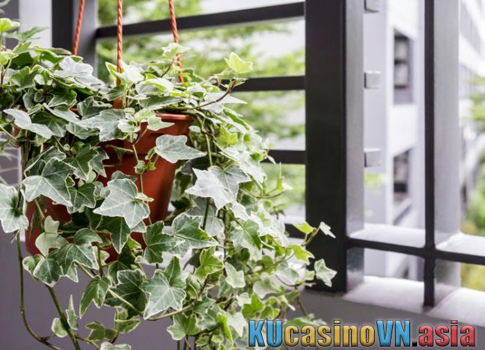 phong thủy Cây thường xuân