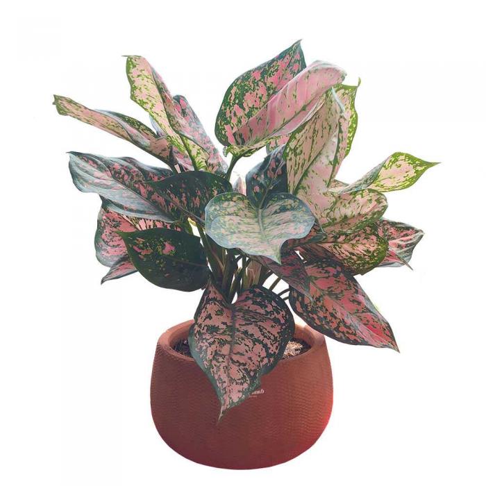 Khám phá ý nghĩa của cây Valu trong cuộc sống