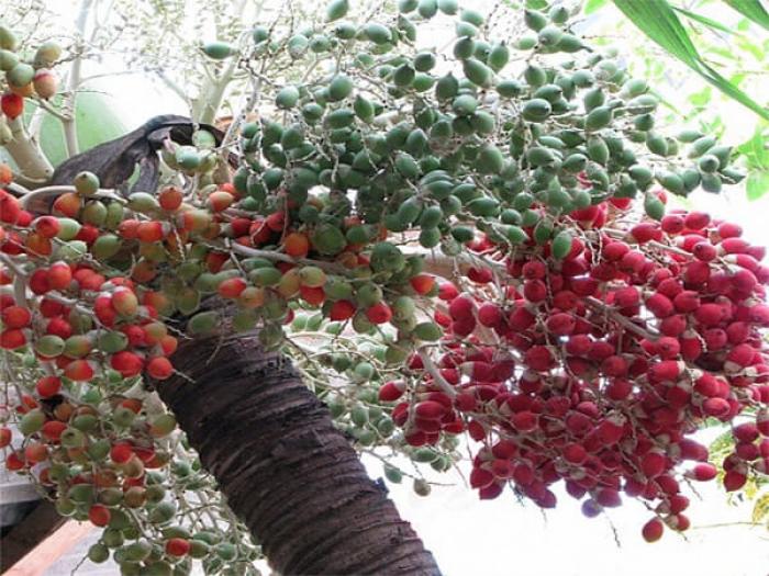 Xem cây trầu bà tuổi nào thì hợp? Cơ duyên gì? 1861187153