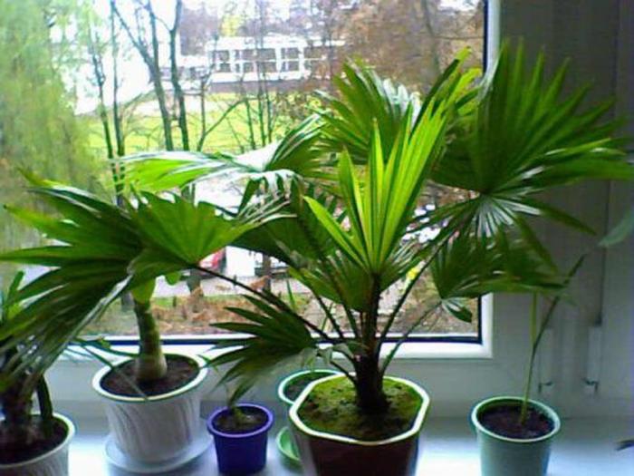 Người mệnh nào hợp với cây cọ cảnh? Ý nghĩa phong thủy 433544798