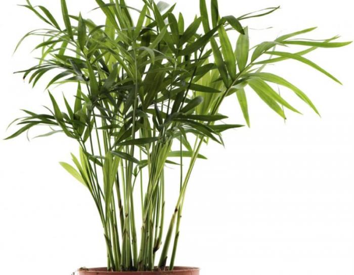 Người mệnh nào hợp với cây cọ cảnh? Ý nghĩa phong thủy 433544798