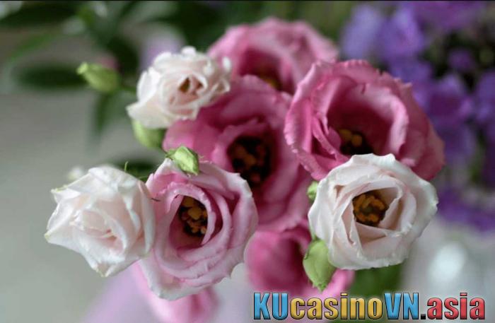 ý nghĩa Hoa Cát Tường