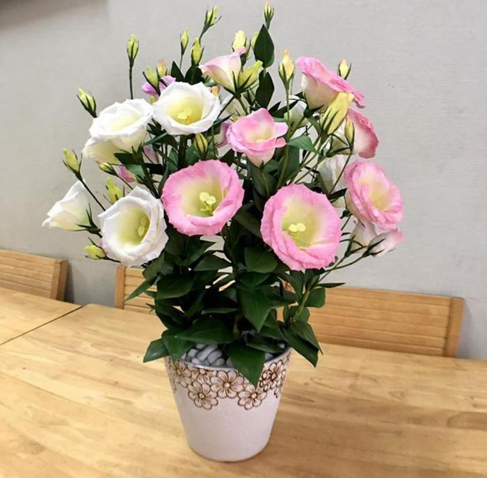 Tìm hiểu ý nghĩa phong thủy của hoa cát tường